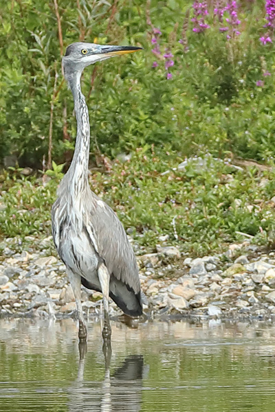 Grey Heron