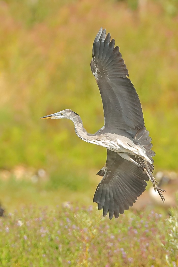 Grey Heron