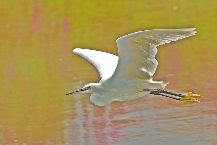 Little Egret