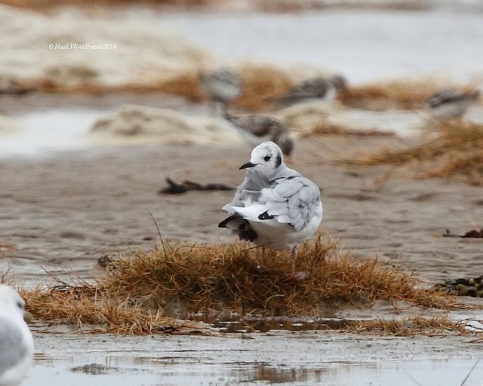 Bonaparte's Gull