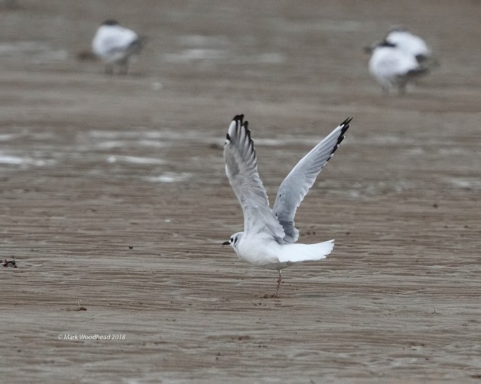 Bonaparte's Gull