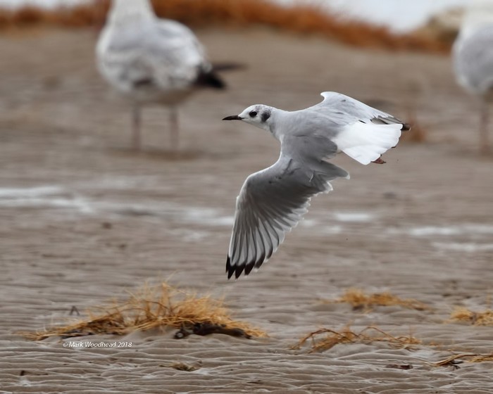Bonaparte's Gull