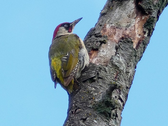 Green Woodpecker