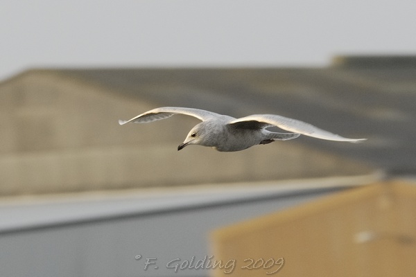 Iceland Gull