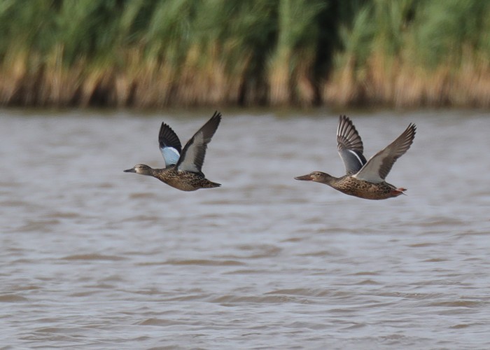 Blue-winged Teal