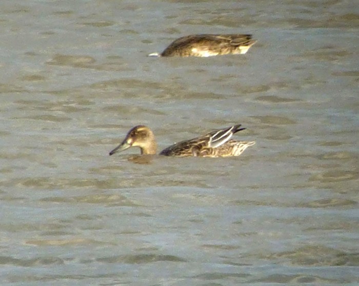 Garganey