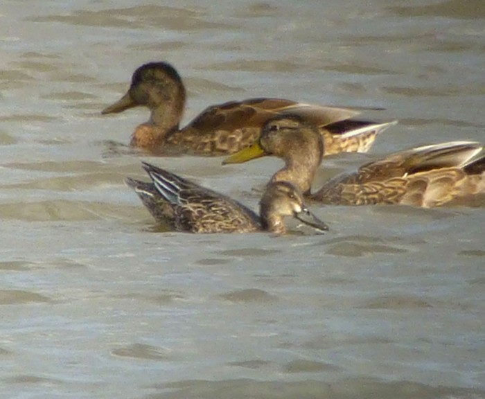 Garganey