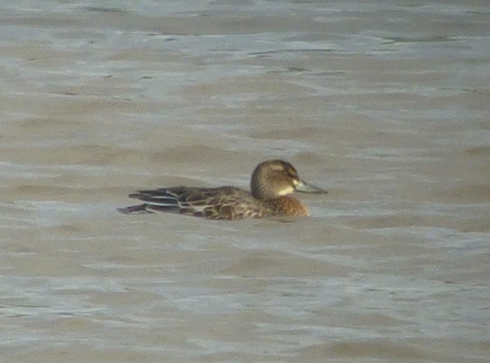 Garganey