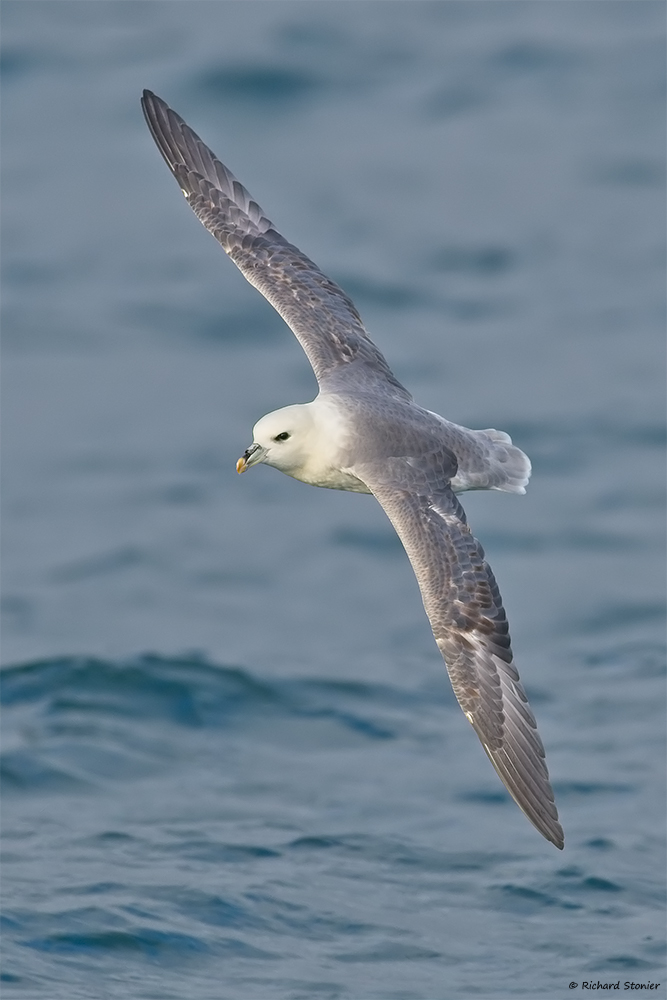 Fulmar