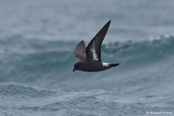 Storm Petrel