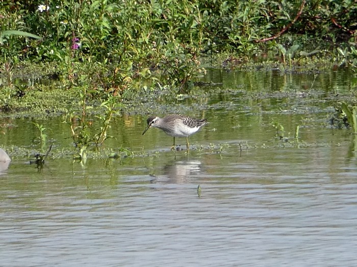 Wood Sandpiper