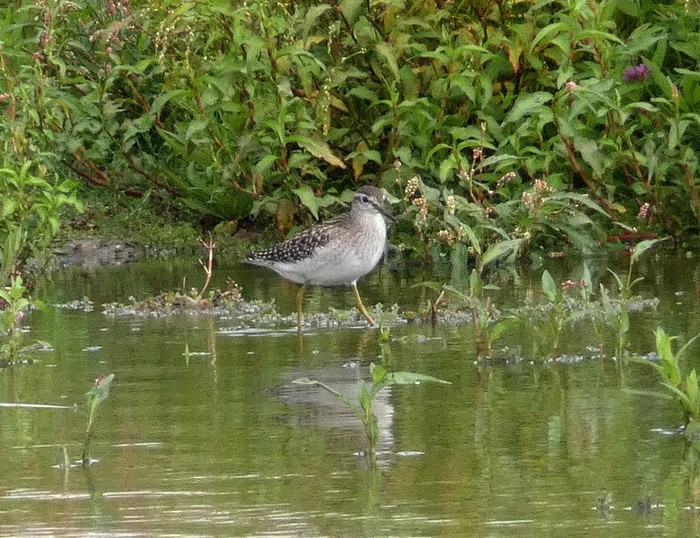 Wood Sandpiper