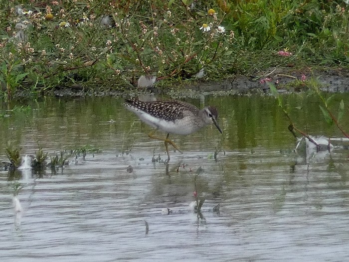Wood Sandpiper