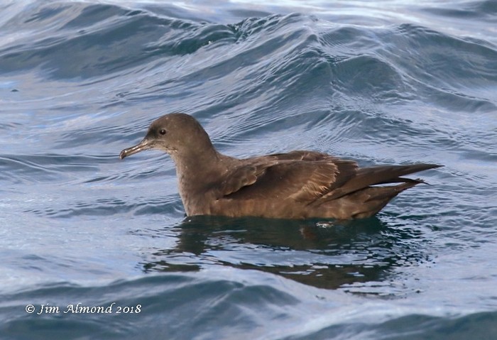 Sooty Shearwater