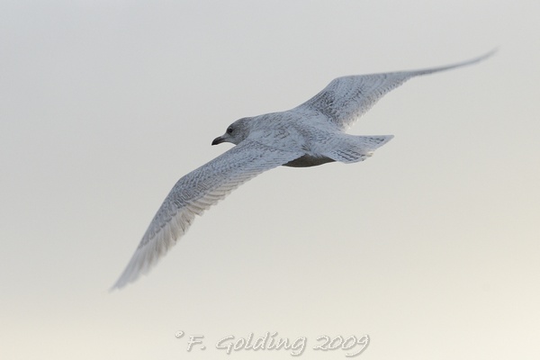 Iceland Gull