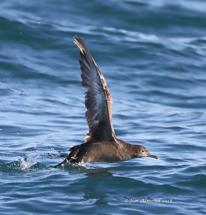 Sooty Shearwater