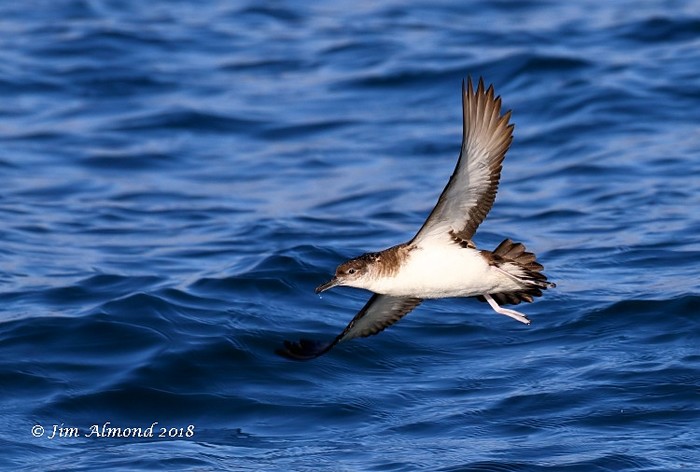 Manx Shearwater