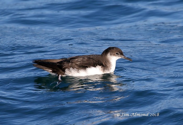 Manx Shearwater