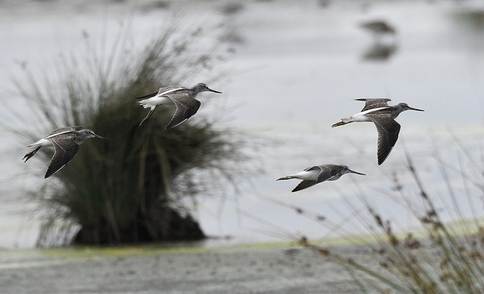 Greenshank