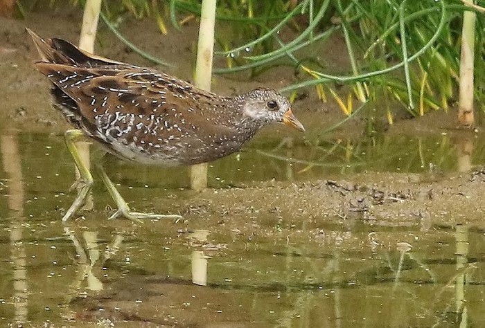 Spotted Crake