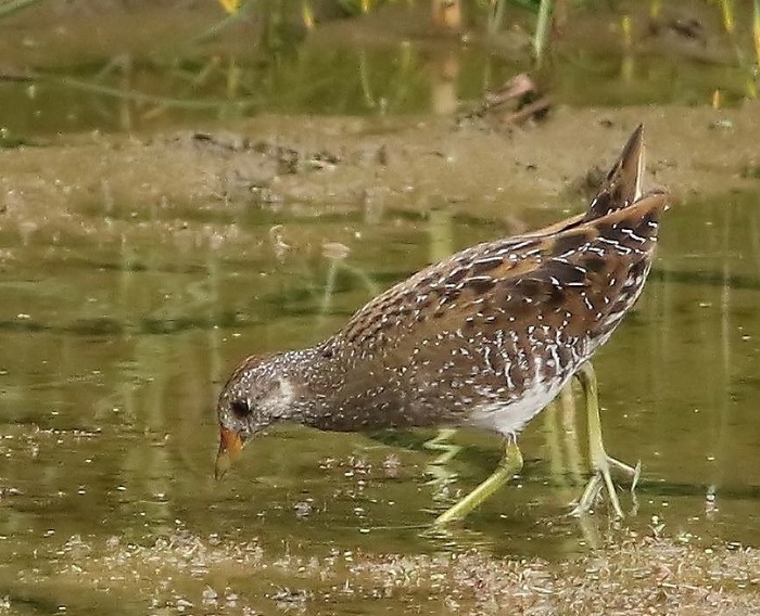 Spotted Crake