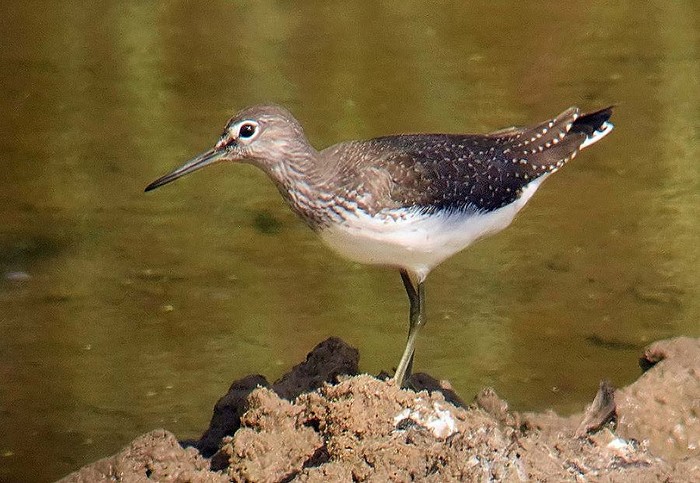 Green Sandpiper