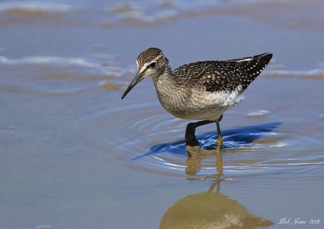 Wood Sandpiper