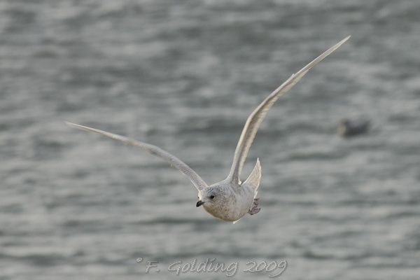 Iceland Gull