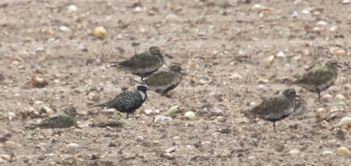 American Golden Plover