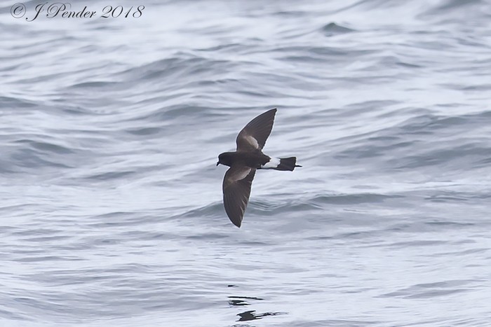 Wilson's Petrel