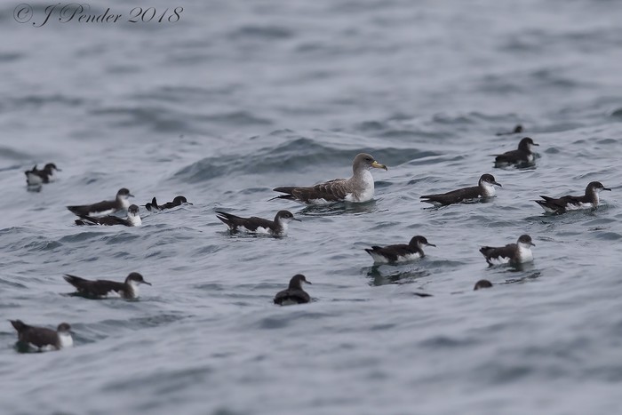 Cory's Shearwater