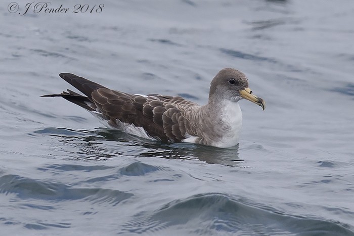 Cory's Shearwater