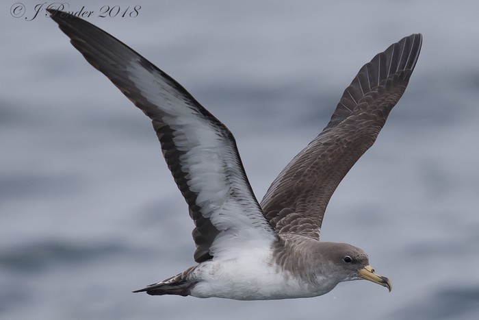 Cory's Shearwater