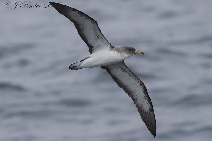 Cory's Shearwater