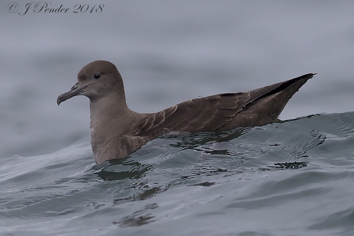 Sooty Shearwater