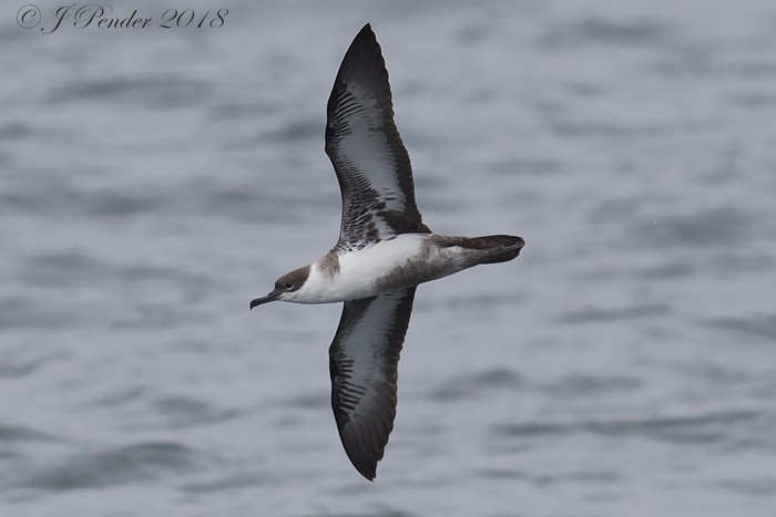 Great Shearwater
