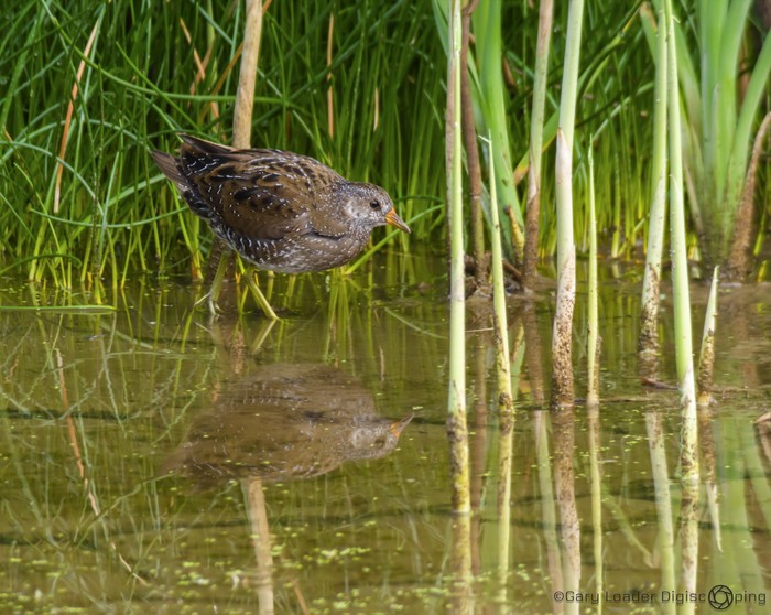 Spotted Crake