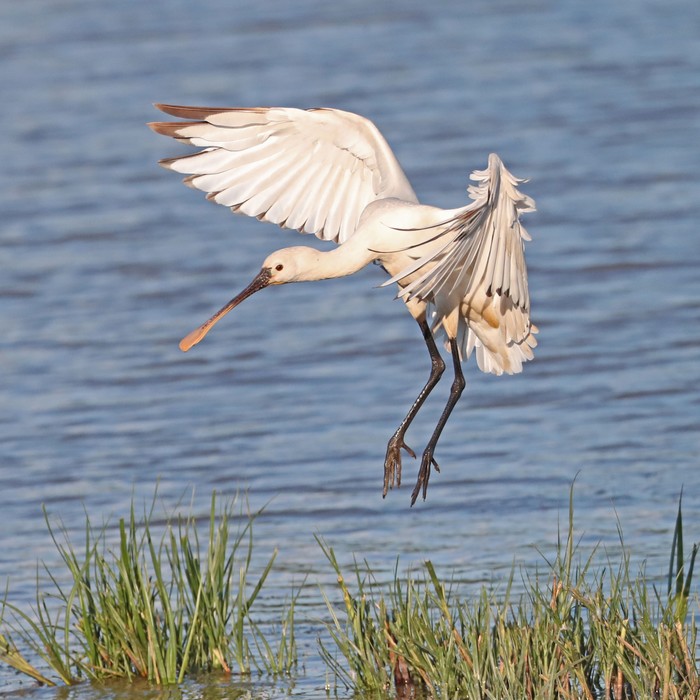Spoonbill
