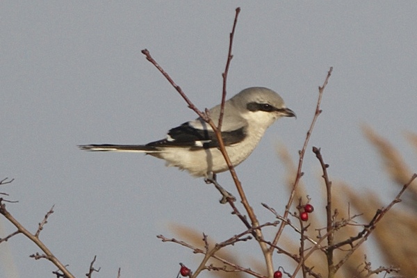 Great Grey Shrike