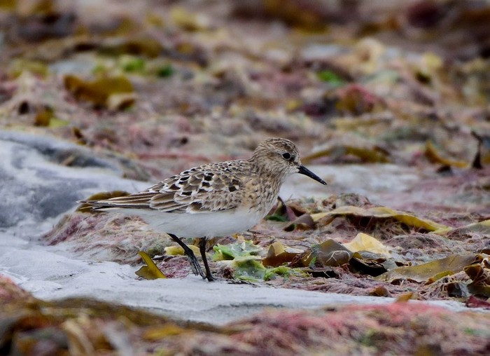 Baird's Sandpiper