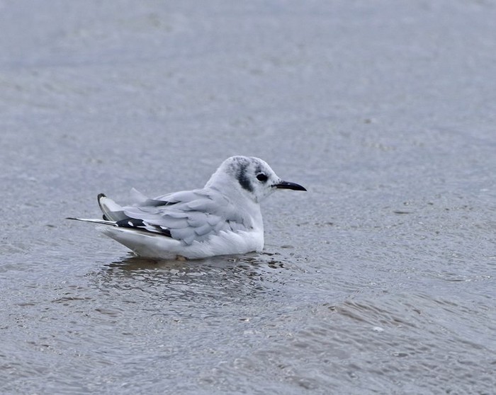 Bonaparte's Gull