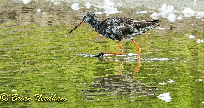 Spotted Redshank