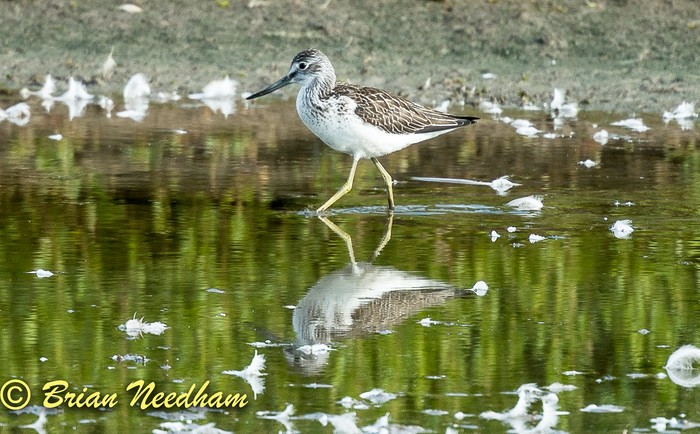 Greenshank
