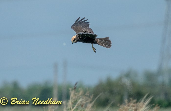 Marsh Harrier