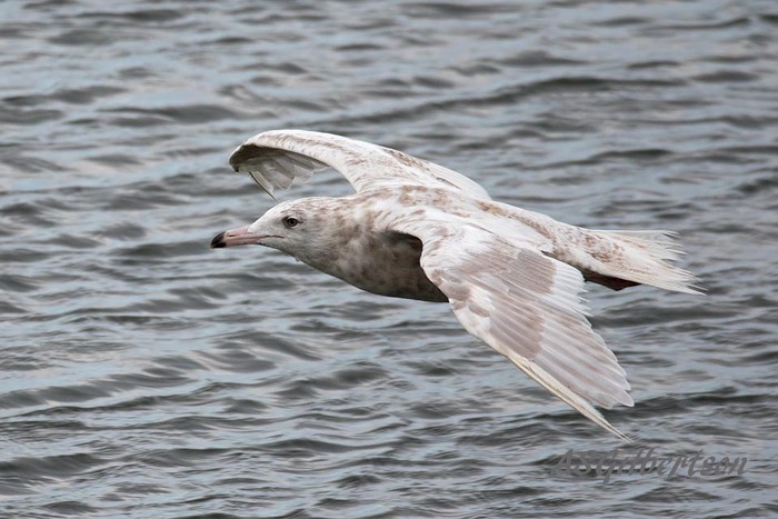 Glaucous Gull