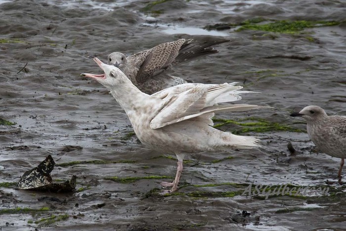 Glaucous Gull