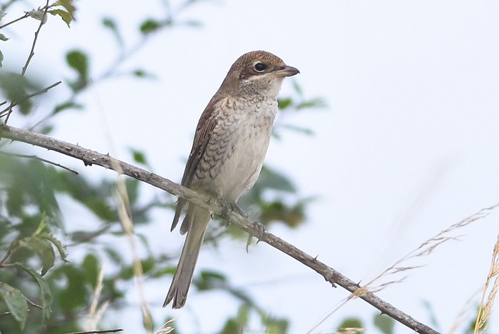 Red-backed Shrike