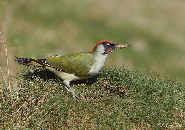 Green Woodpecker