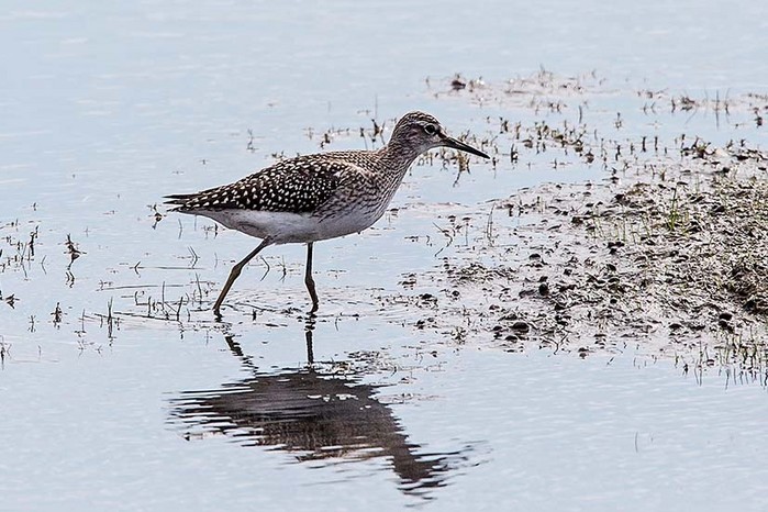 Wood Sandpiper