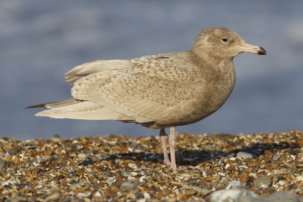 Glaucous Gull
